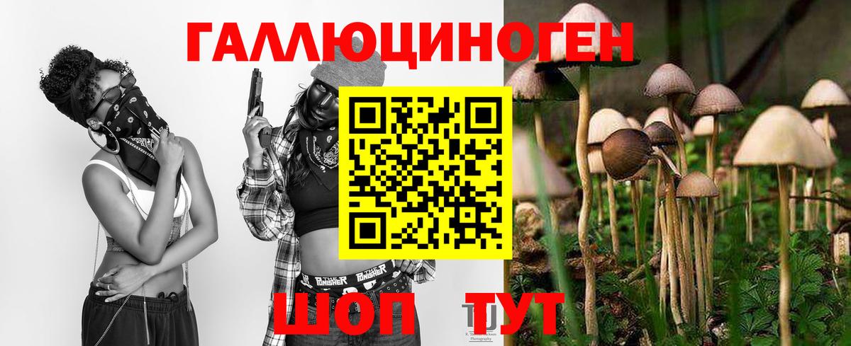 Псилоцибиновые грибы Psilocybine cubensis Шебекино